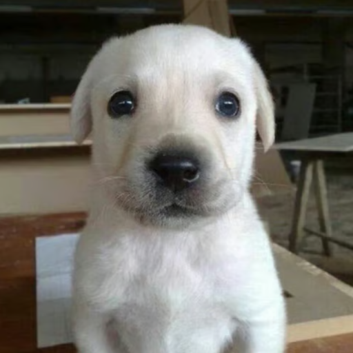 RDOG