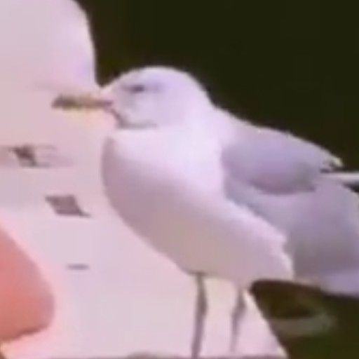 SEAGULL