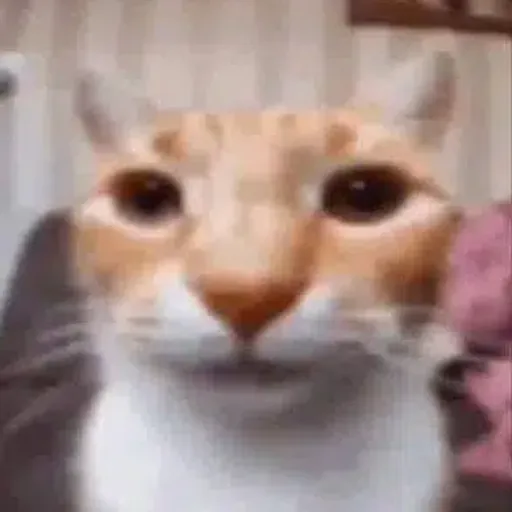 BOB