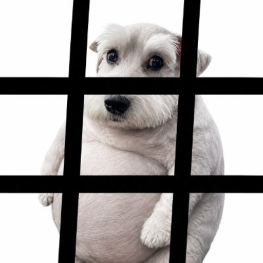 #dog