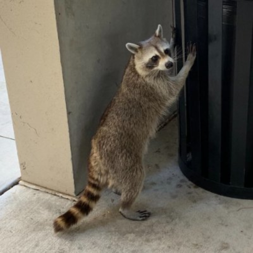 Rocket
