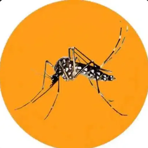 MOSQUITO