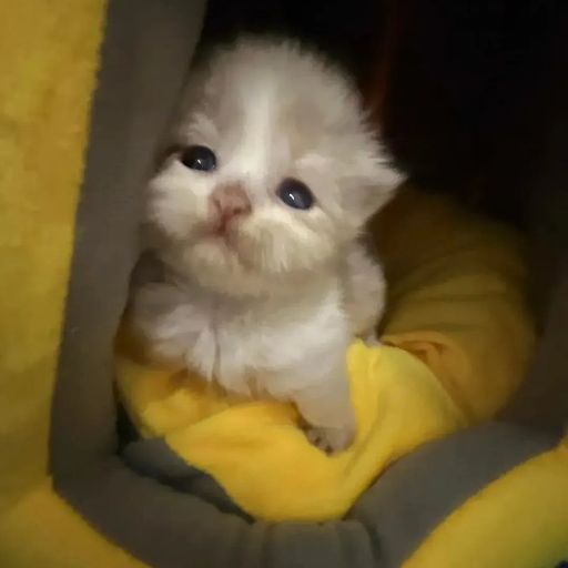 Smol