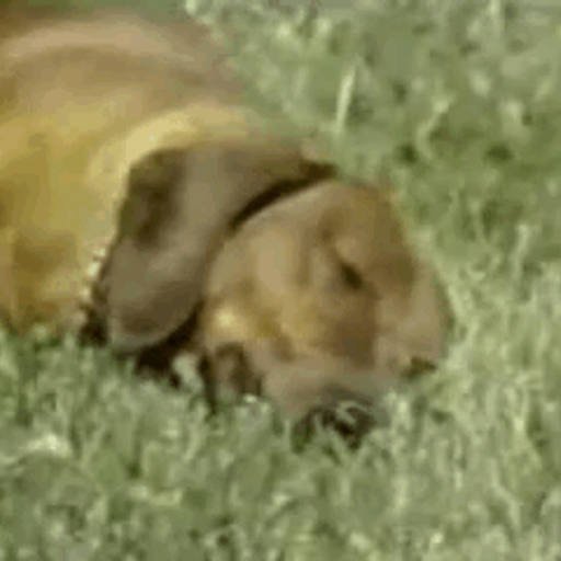 RUSTYDOG