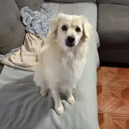 Simba