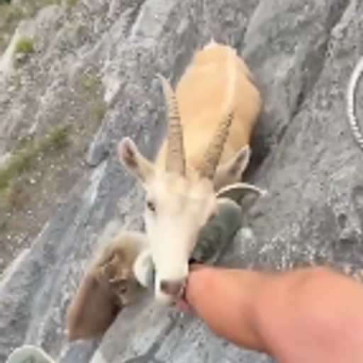 GOAT