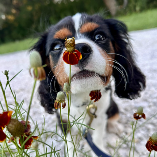 BENNY