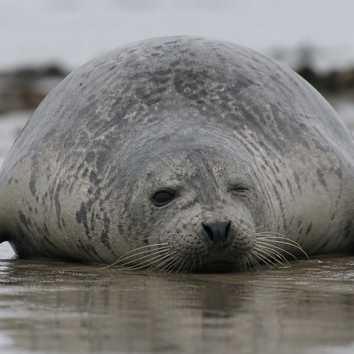 LUMP