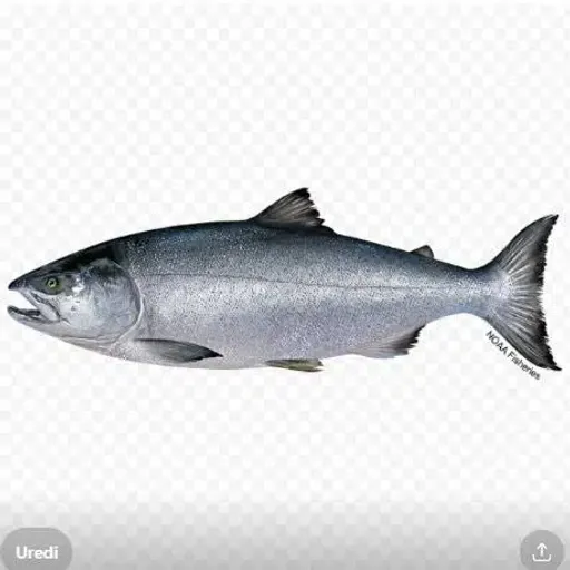 Salmon