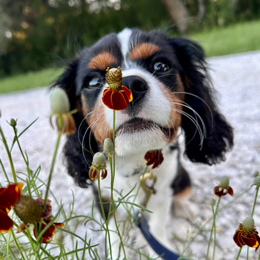 BENNY