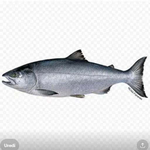 Salmon