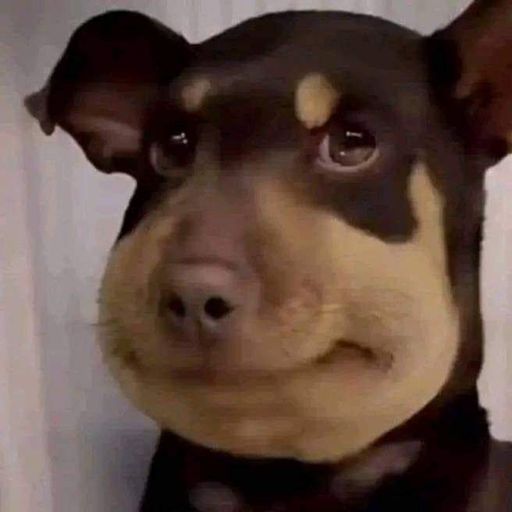 BEEDOG