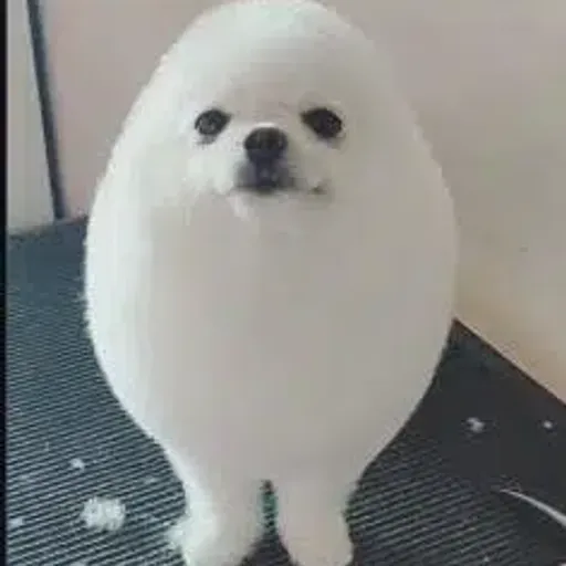 POMPOM