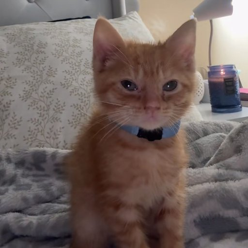 Simba
