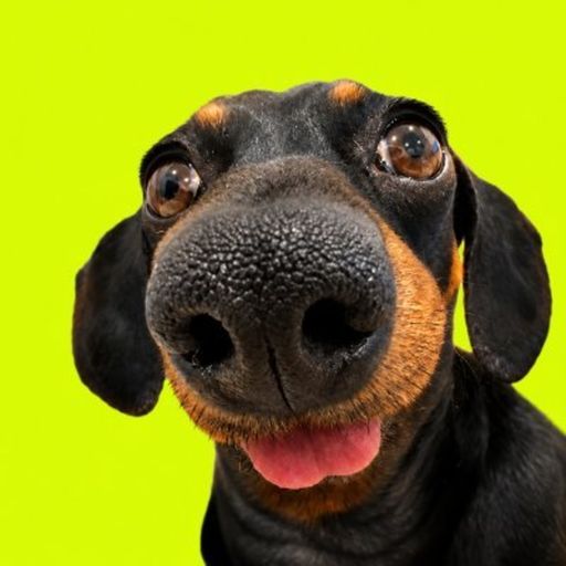 DOGCOIN