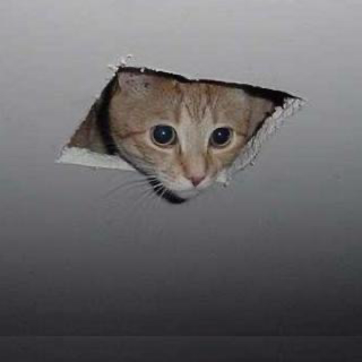 CEILINGCAT