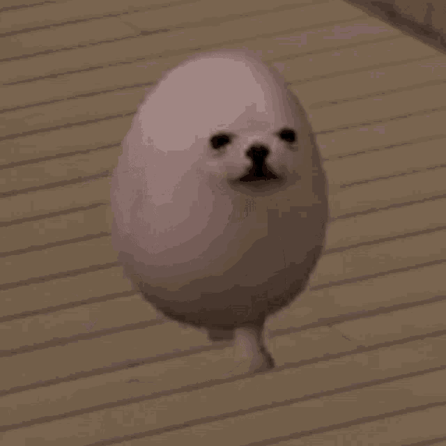 EGGDOG