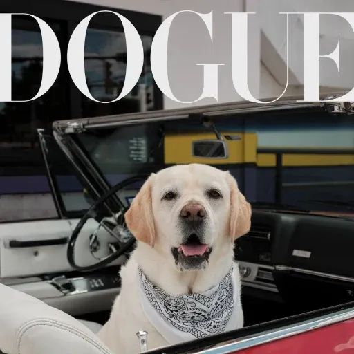 Dogue