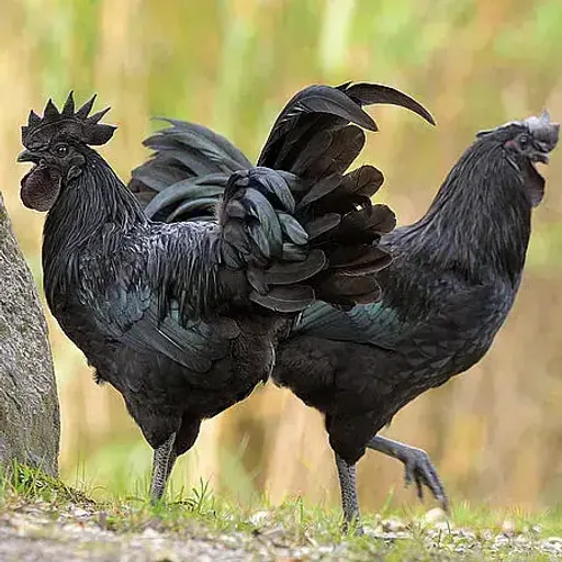 BLACKCOCK