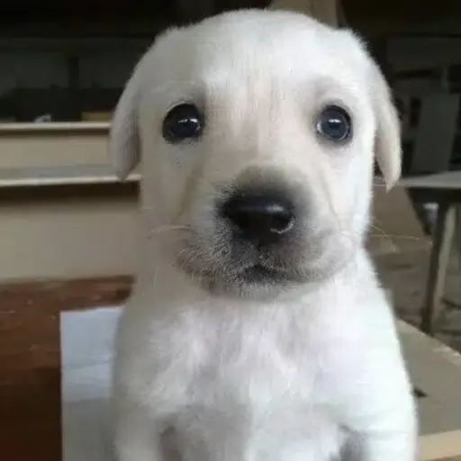 Willy