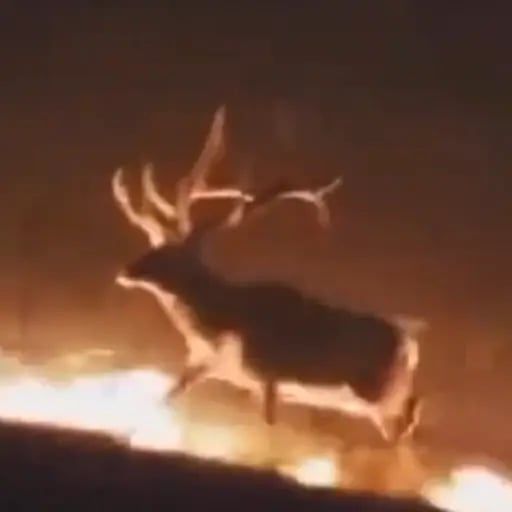 Elk