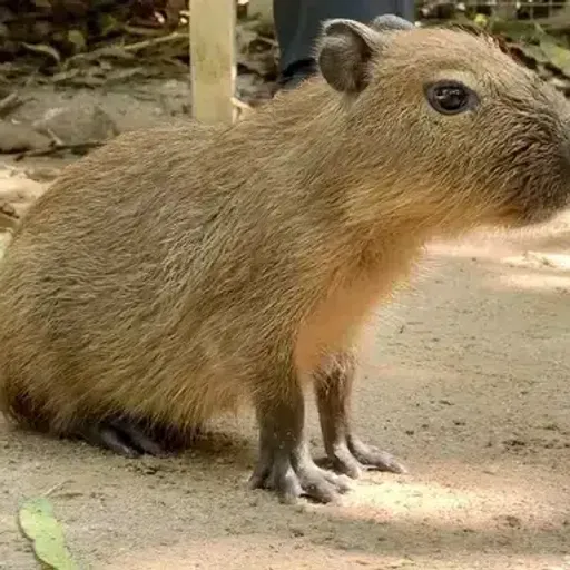 WAN