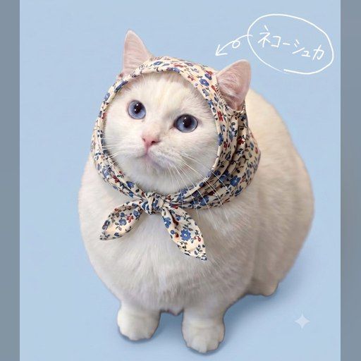 NEKOSUKA