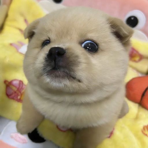 PUPPIES
