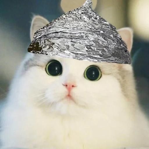 KITTEN