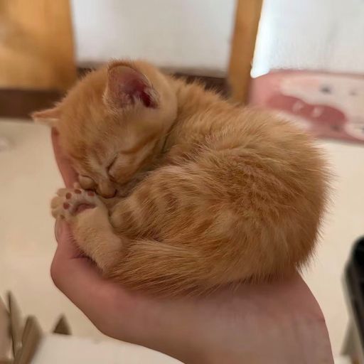 catwifhat