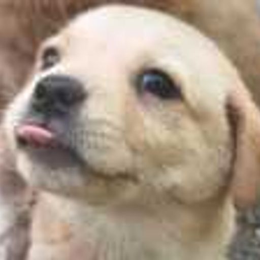 blepdog