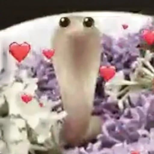 Worm