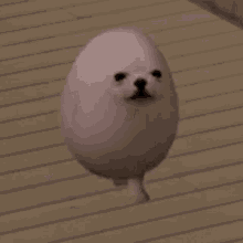 Eggdog