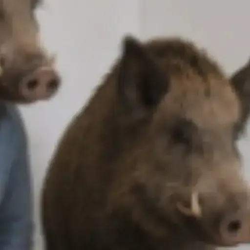 Boar