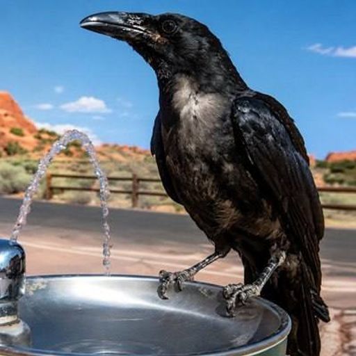 RAVEN