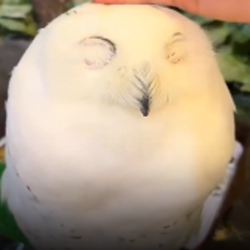 MARSHMAOWL