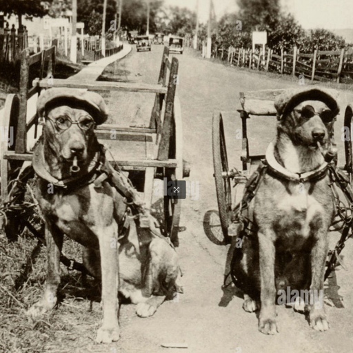 PIPEDOGS