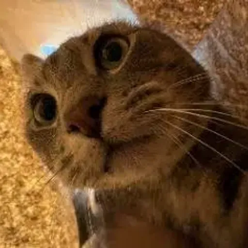 Otis