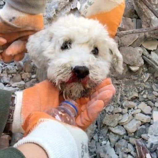 RUBBLEDOG