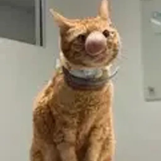 biscuit