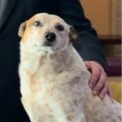 SYDNEY