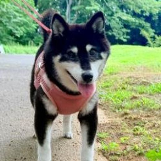 Koko-chan