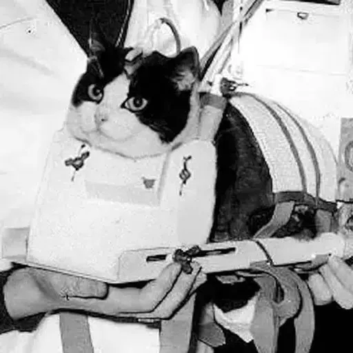 Félicette