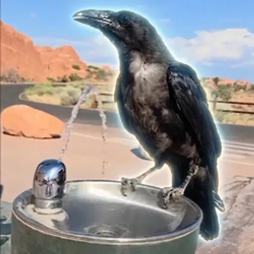 RAVEN