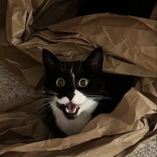 happycat