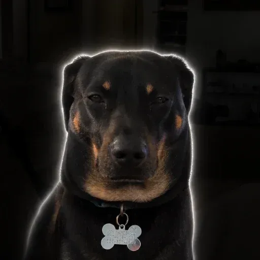 mogdog