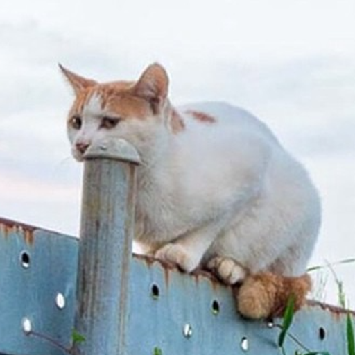 PIPECAT