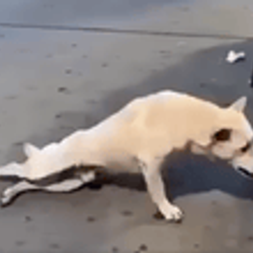 OSCARDOG