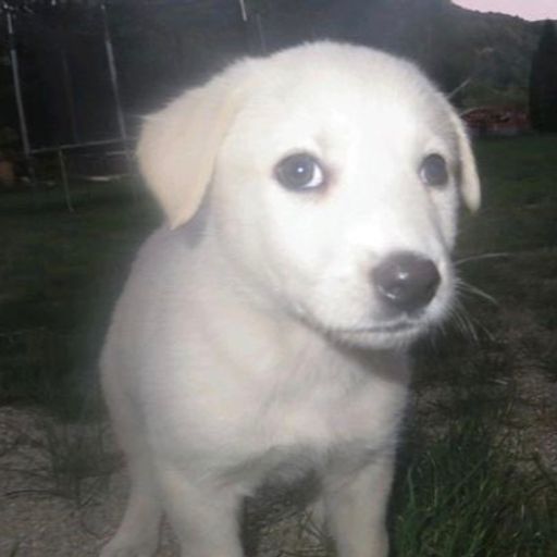 PONSY