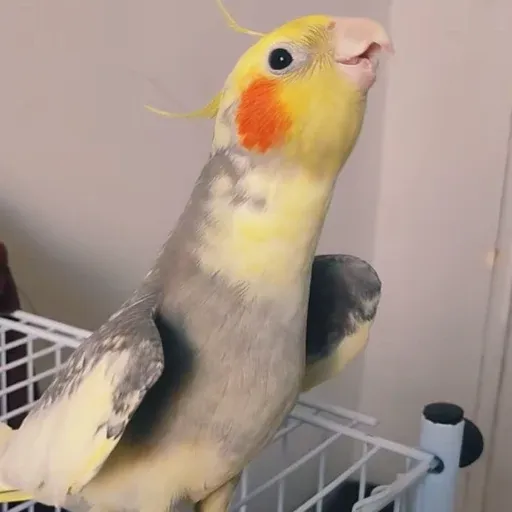 Calopsita